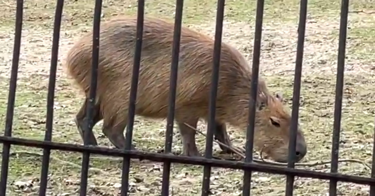 Kapybara Zoo Brno